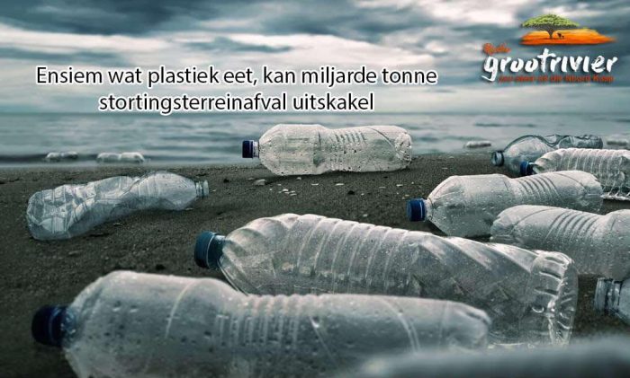 Ensiem wat plastiek eet Thmb