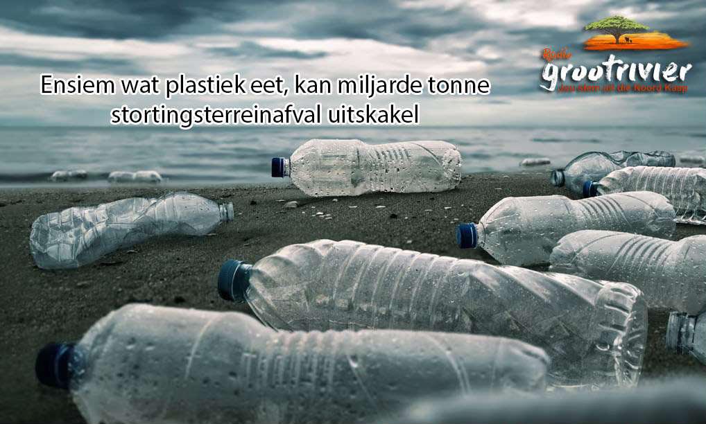 Ensiem wat plastiek eet Thmb