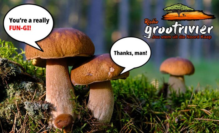 mushrooms talk to each other