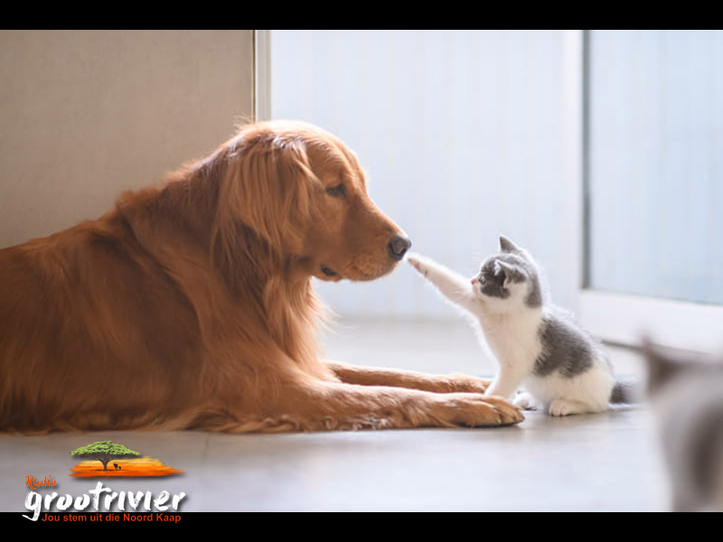 Haat honde regtig katte