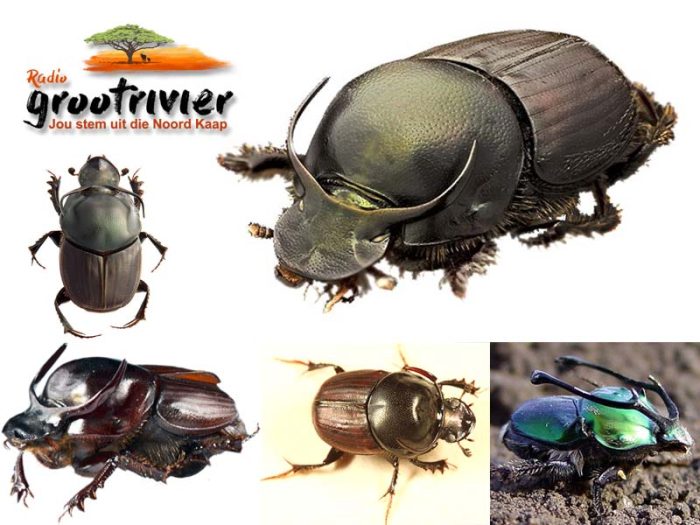 Mannetjie Onthophagus taurus kewers