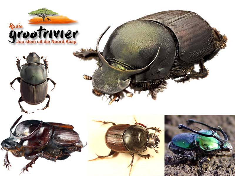 Mannetjie Onthophagus taurus kewers