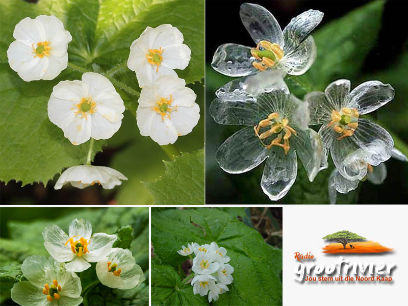 Die Skeletblom (Diphylleia grayi)