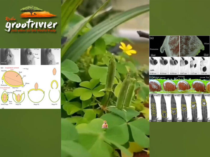 Oxalis plant het 'n ballistiese stelsel om sade opeenvolgend te vuur