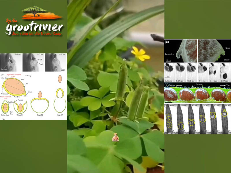 Oxalis plant het 'n ballistiese stelsel om sade opeenvolgend te vuur