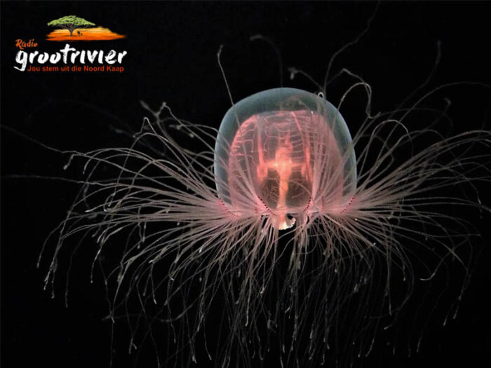 Turritopsis dohrnii the immortal jellyfish