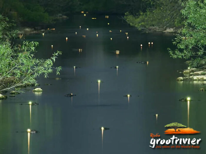 Die blink oë van alligators in die Everglades
