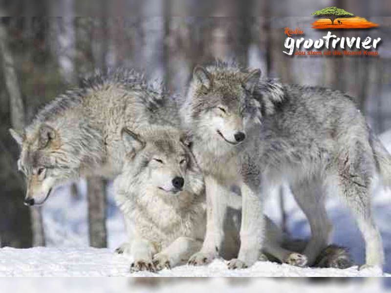 Yellowstone se ekologiese renaissance wolf herinvoering