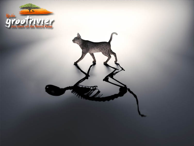 Schrödinger's Cat A Quantum Conundrum wat in 1935 onthul is