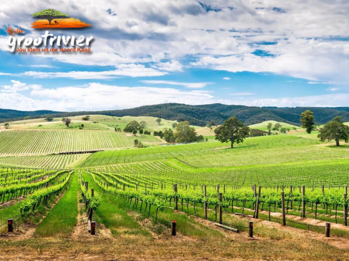 Australië het die langste voortdurende produksie van shiraz wingerde ter wêreld