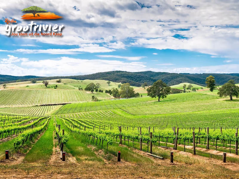 Australië het die langste voortdurende produksie van shiraz wingerde ter wêreld